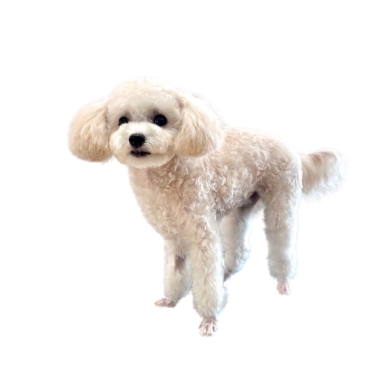 Bảng giá dịch vụ Royal Pet